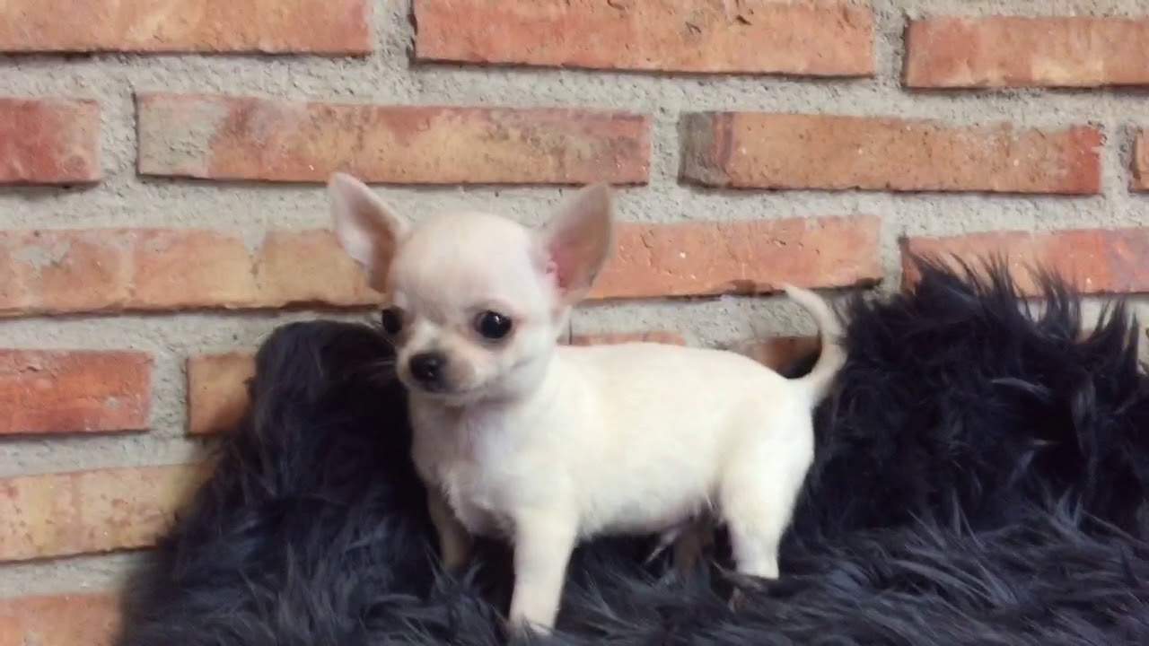 Criando Chihuahuas Una Guía Completa