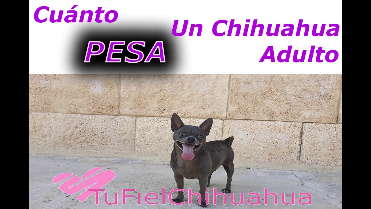 ¿Cuánto mide un Chihuahua? Desentrañando el tamaño de la raza más pequeña del mundo