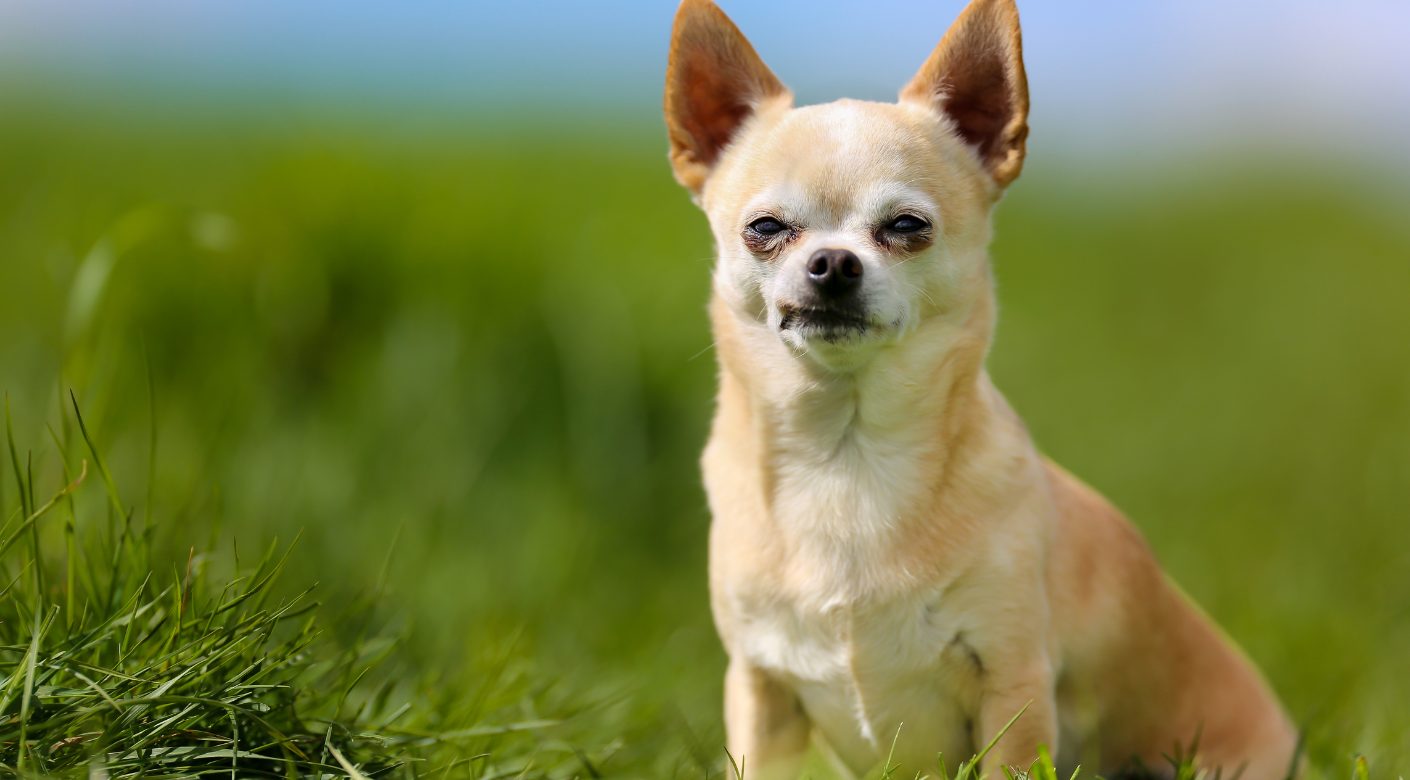 ¿Cuánto pesa un Chihuahua? Una Guía Completa sobre el Peso Ideal de tu Pequeño Compañero