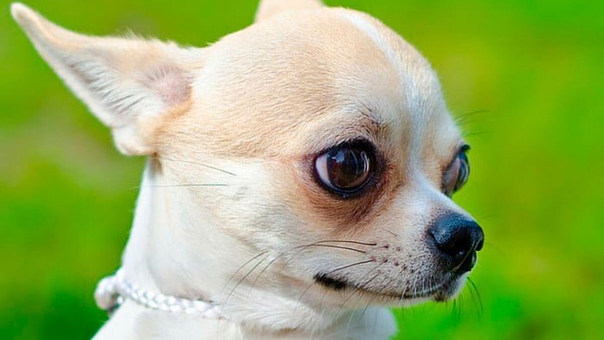 ¿Cuánto pesa un Chihuahua? Una Guía Completa sobre el Peso Ideal de tu Pequeño Compañero