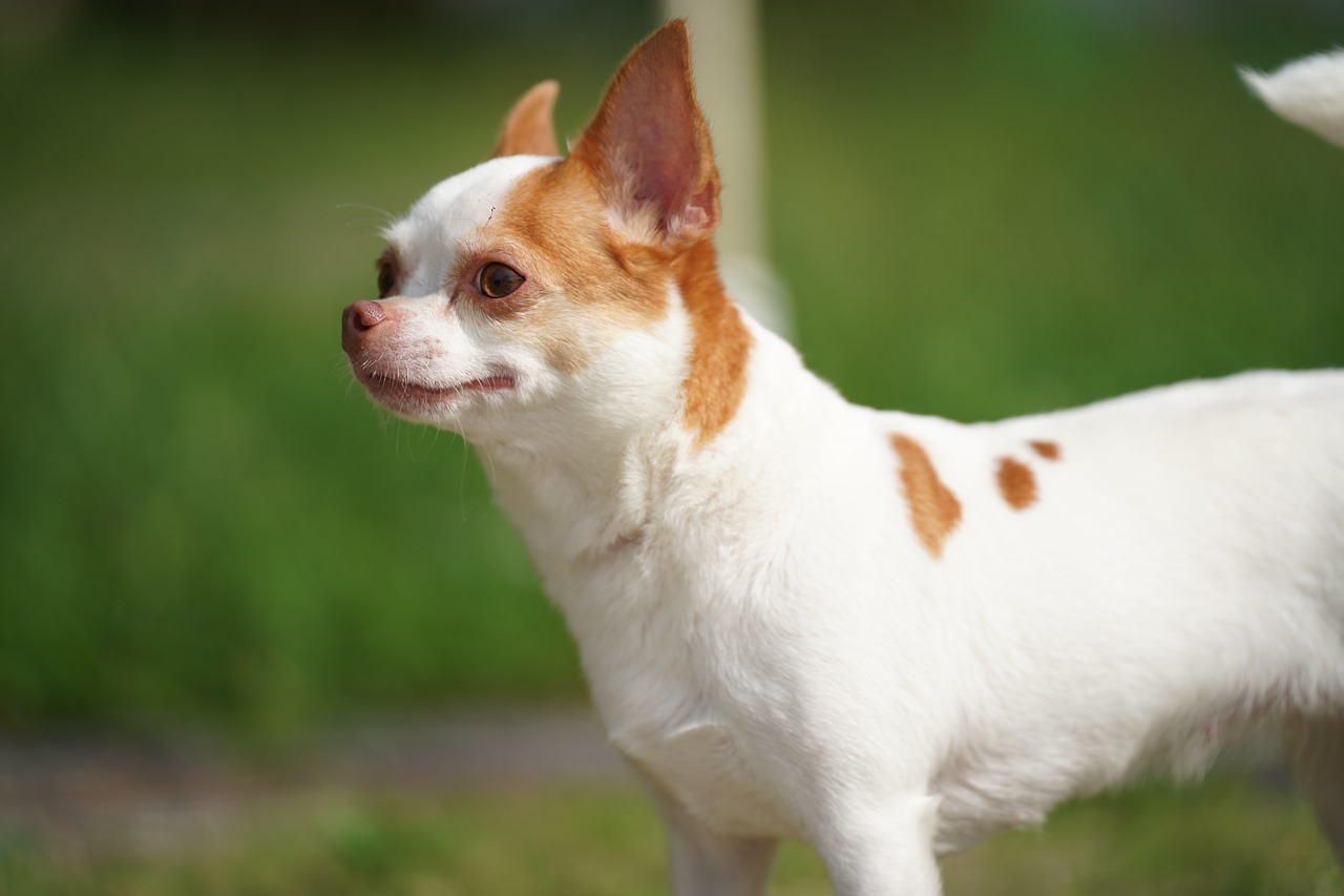 El Chihuahua Blanco Una Raza de Perros Pequeños y Elegantes