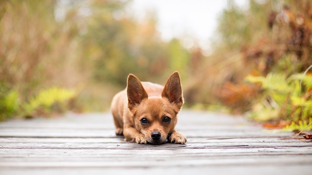 El Chihuahua Cabeza de Venado Una Raza Única