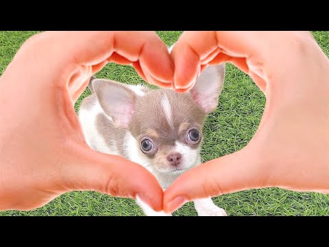 El Chihuahua Enano Una Raza Pequeña con una Gran Personalidad