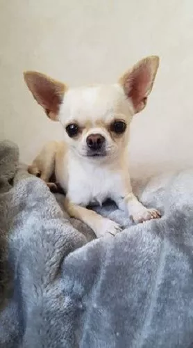 El Chihuahua Un Pequeño Perro con un Gran Precio