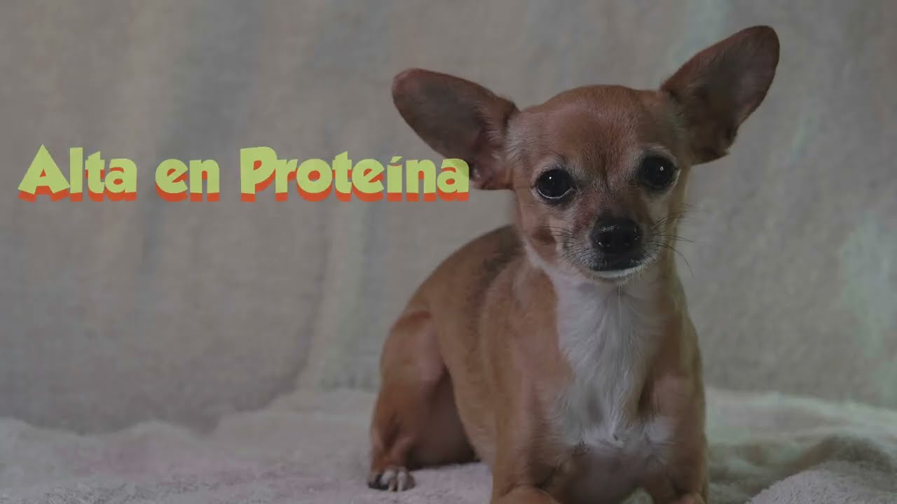 El Chihuahua Un Pequeño Perro con un Gran Precio