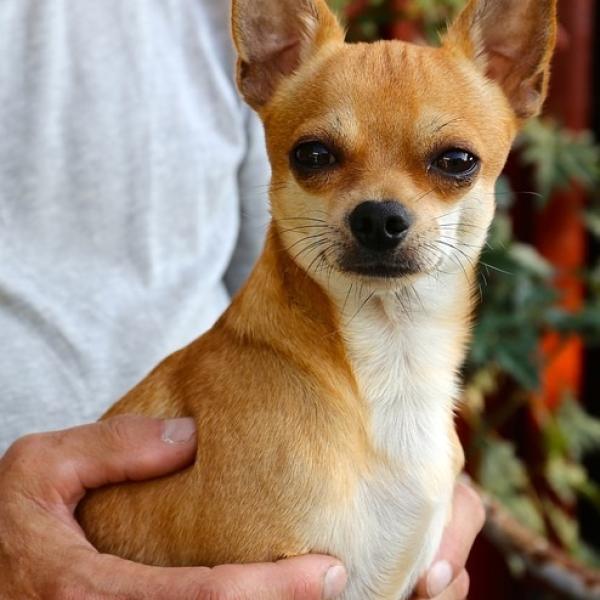 El Venado del Desierto Una Mirada a las Especies de Venados Chihuahuenses