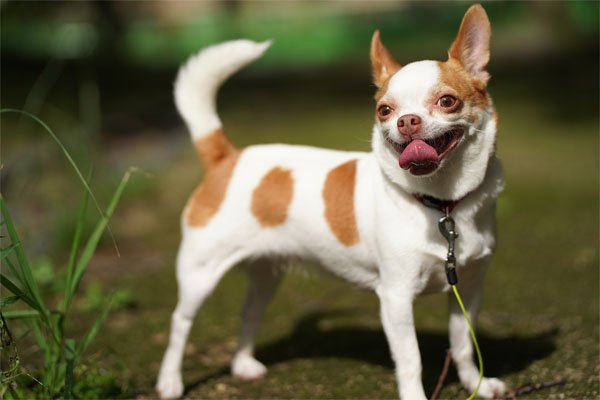 Esperanza de vida del Chihuahua Un análisis detallado