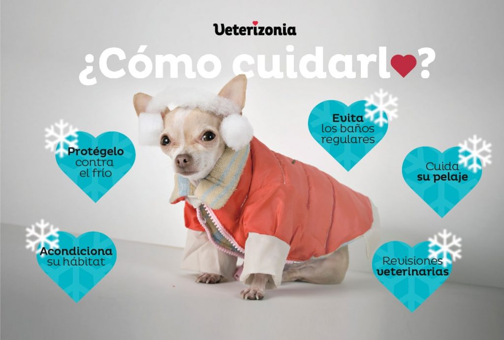 Guía Completa para el Cuidado de un Chihuahua Cachorro