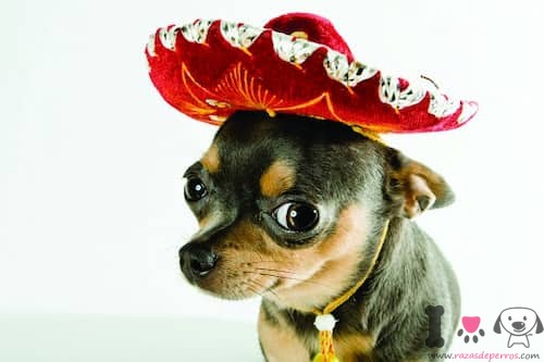 Nombres para Perros Chihuahua Una Guía Completa