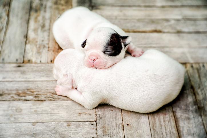 ¡Bienvenido al Mundo, Chihuahueño! Una Guía para el Cuidado del Recién Nacido