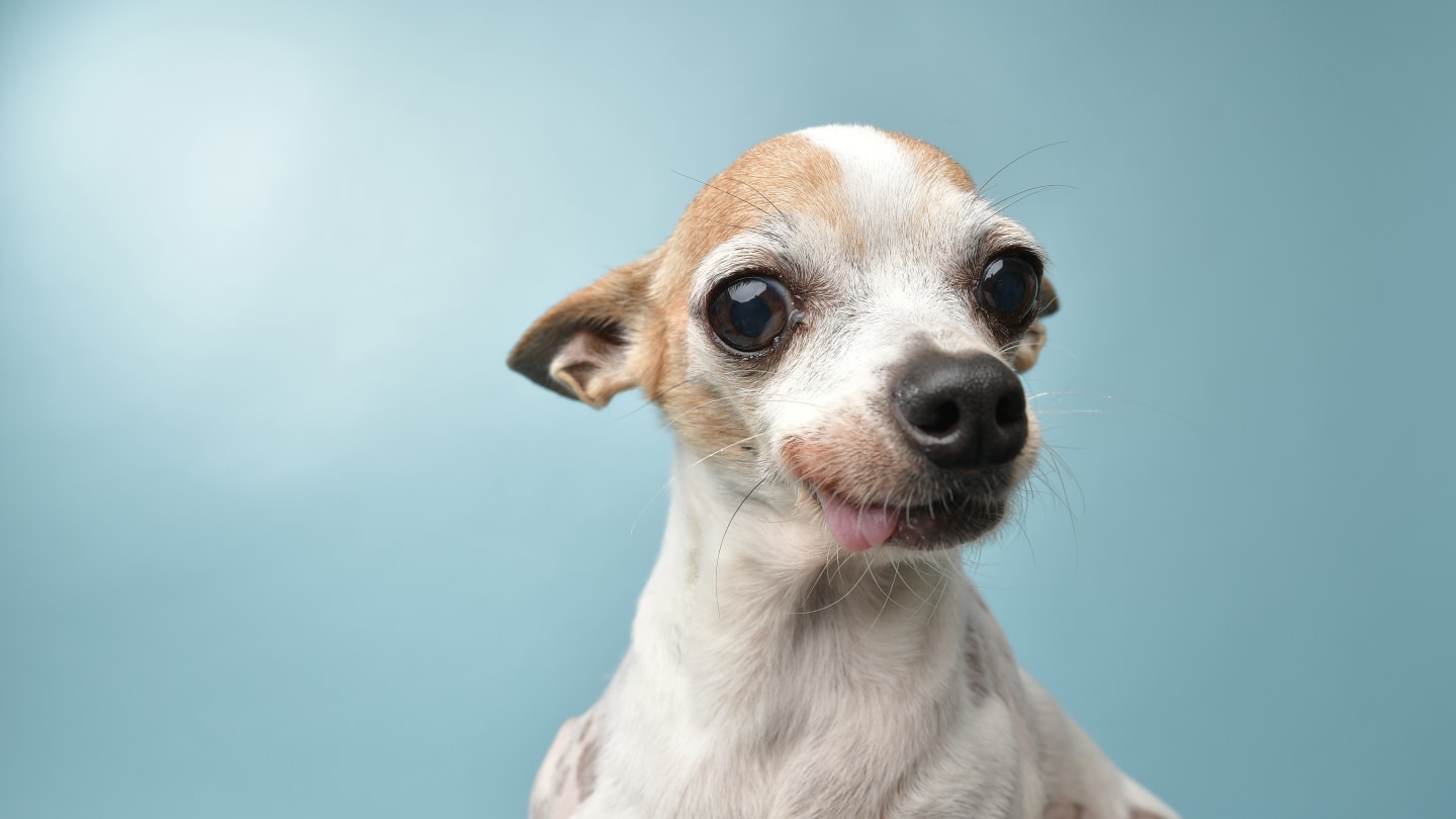 ¡Bienvenido al Mundo, Chihuahueño! Una Guía para el Cuidado del Recién Nacido