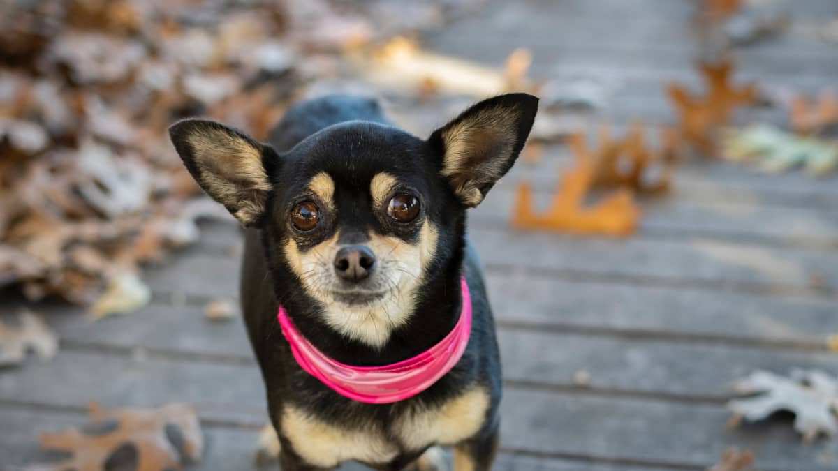 ¡Bienvenido al Mundo, Chihuahueño! Una Guía para el Cuidado del Recién Nacido