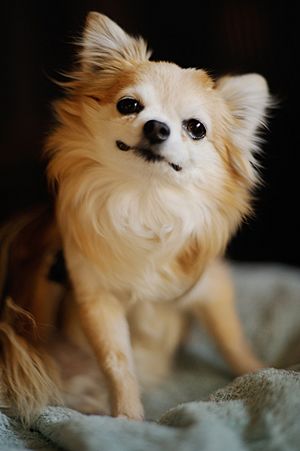 Cachorros Chihuahua de Cabeza de Venado Una Guía Completa