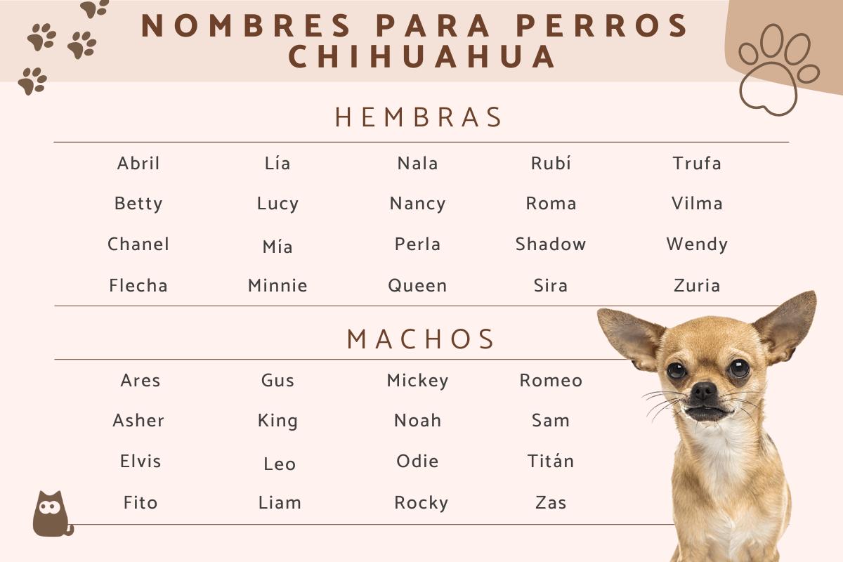 Cachorros Chihuahua de Cabeza de Venado Una Guía Completa