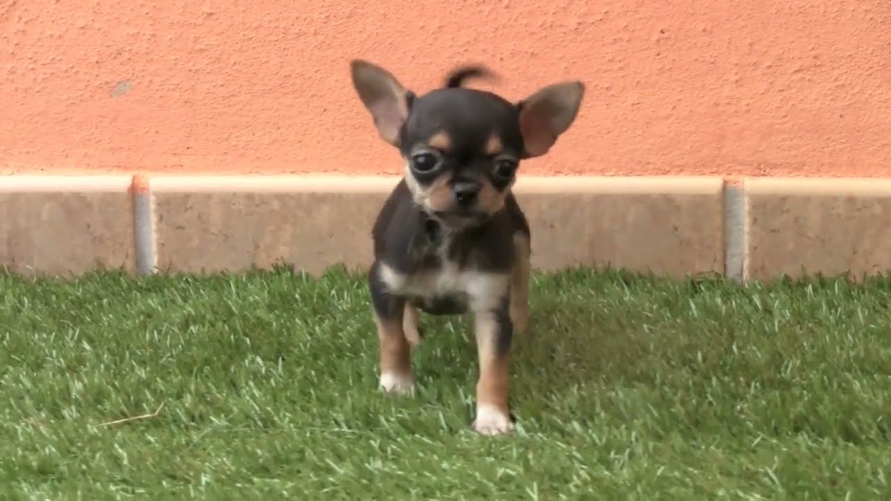 Chihuahua Negro The Fascinating All-Black Chihuahua Breed