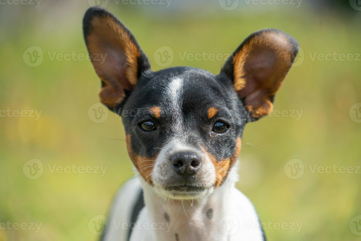 Chihuahua Negro The Fascinating All-Black Chihuahua Breed