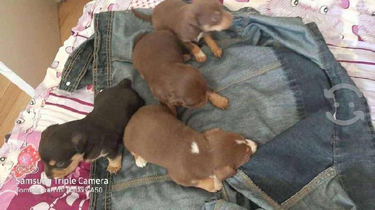 Chihuahuas Baratos Una Guía Completa para Encontrar tu Compañero Ideal