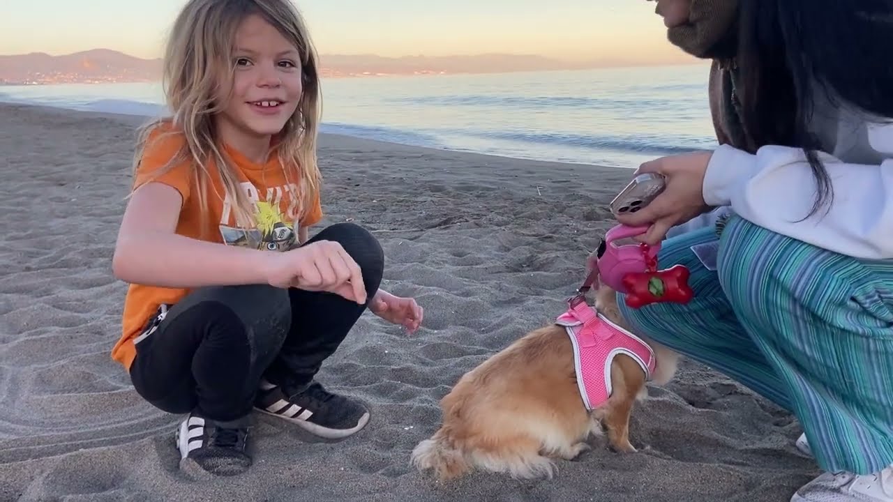 Chihuahuas en Málaga Un compañero leal en la soleada ciudad