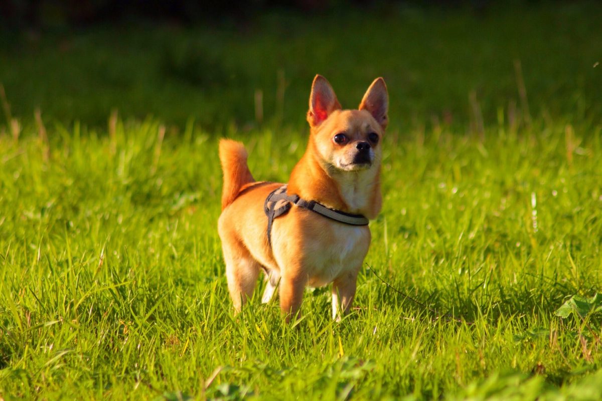 Chihuahuas en Sevilla Una Guía Completa para Dueños y Amantes de la Raza