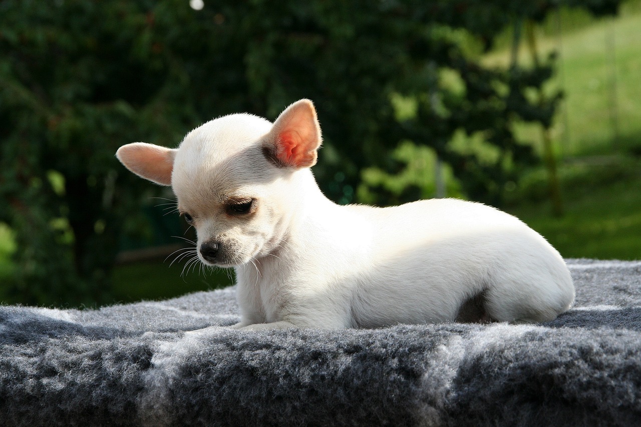 Chihuahuas en Sevilla Una Guía Completa para Dueños y Amantes de la Raza