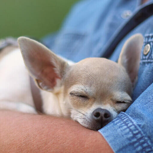 Chihuahuas en Sevilla Una Guía Completa para Dueños y Amantes de la Raza