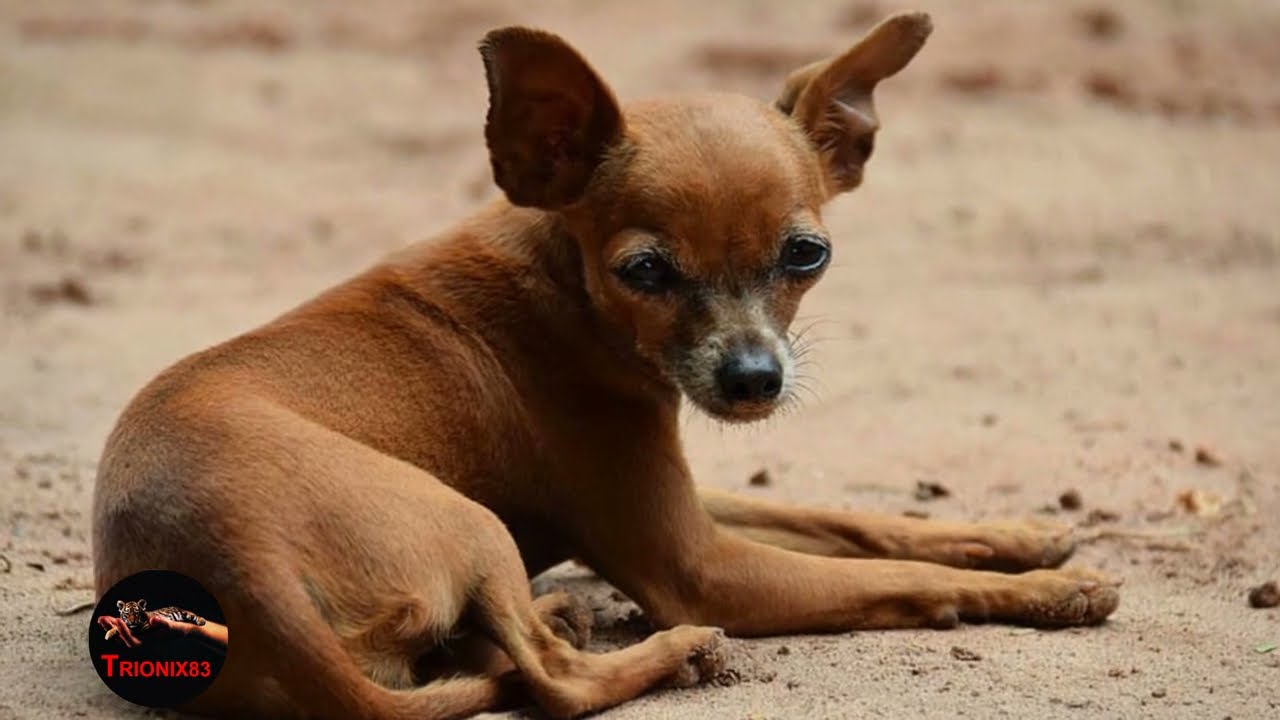 Chihuahuas en Tenerife Una Guía Completa para Dueños y Aspirantes