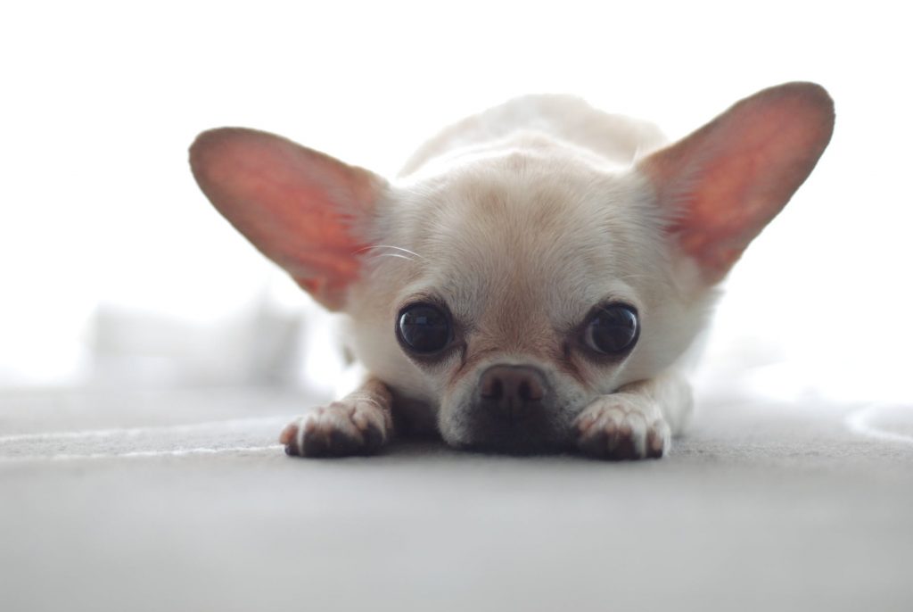 Chihuahuas y el Síndrome de Down Desmitificando el Mito