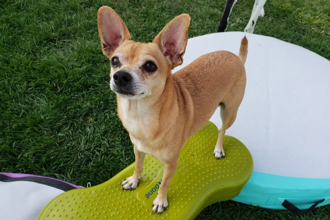 Clínica Veterinaria en Chihuahua Guía Completa para el Cuidado de Tu Mascota