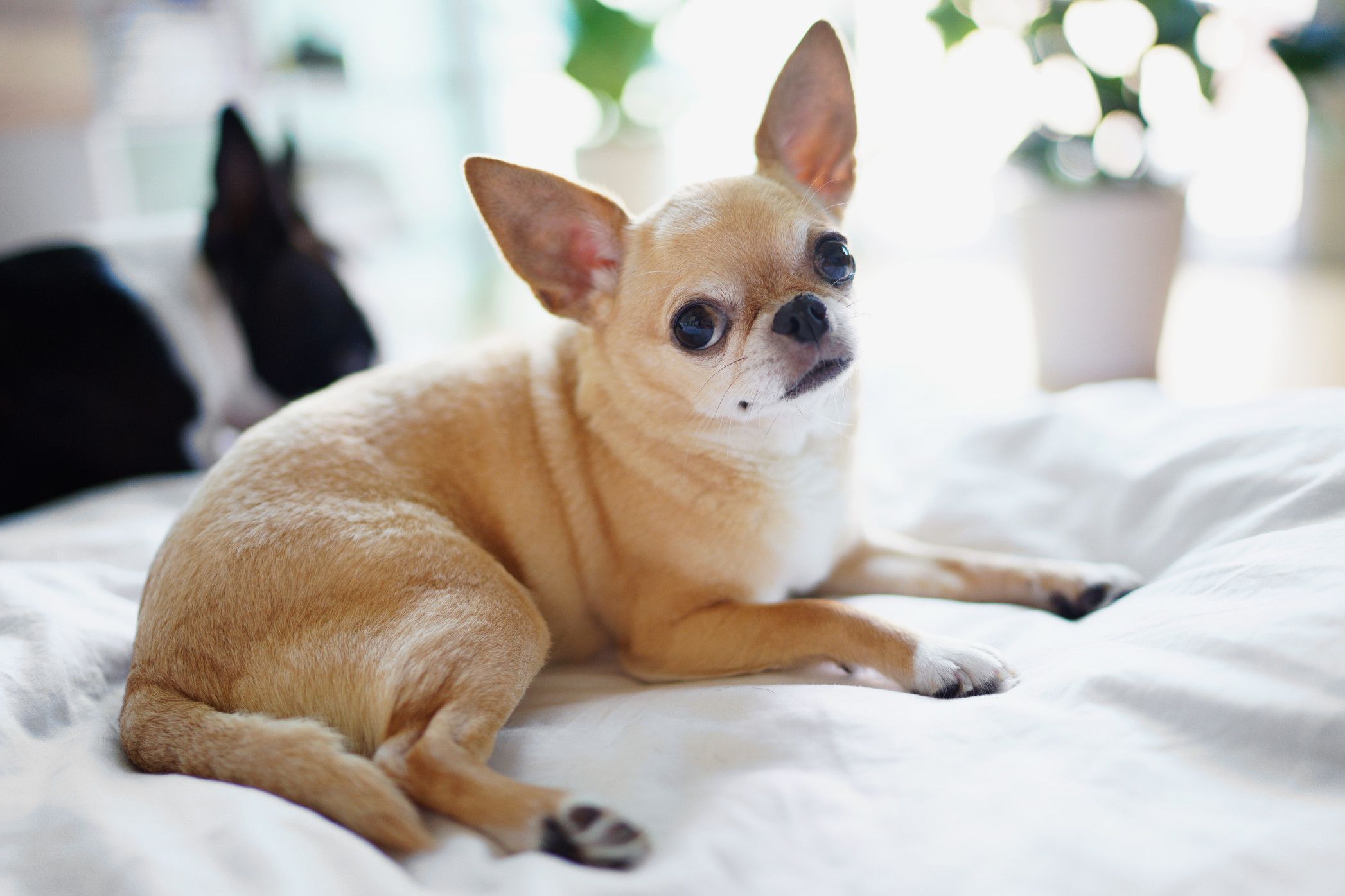 Clínica Veterinaria en Chihuahua Guía Completa para el Cuidado de Tu Mascota