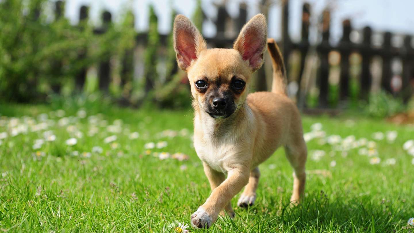 Cómo educar a un chihuahua La guía definitiva para un compañero feliz y bien educado