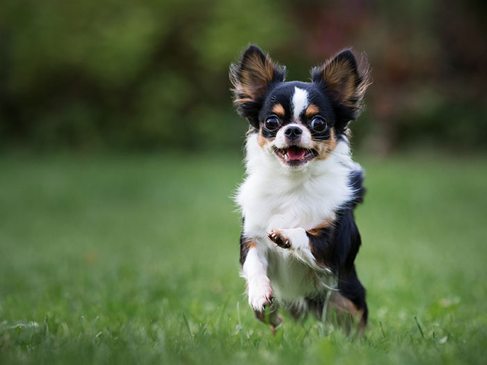 Cómo educar a un chihuahua La guía definitiva para un compañero feliz y bien educado