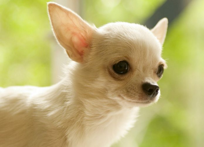 Cómo educar a un chihuahua La guía definitiva para un compañero feliz y bien educado