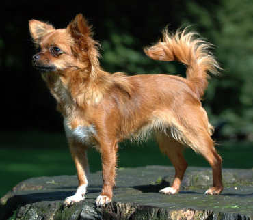 Cruce Bichón Maltés y Chihuahua Una Combinación Encantadora