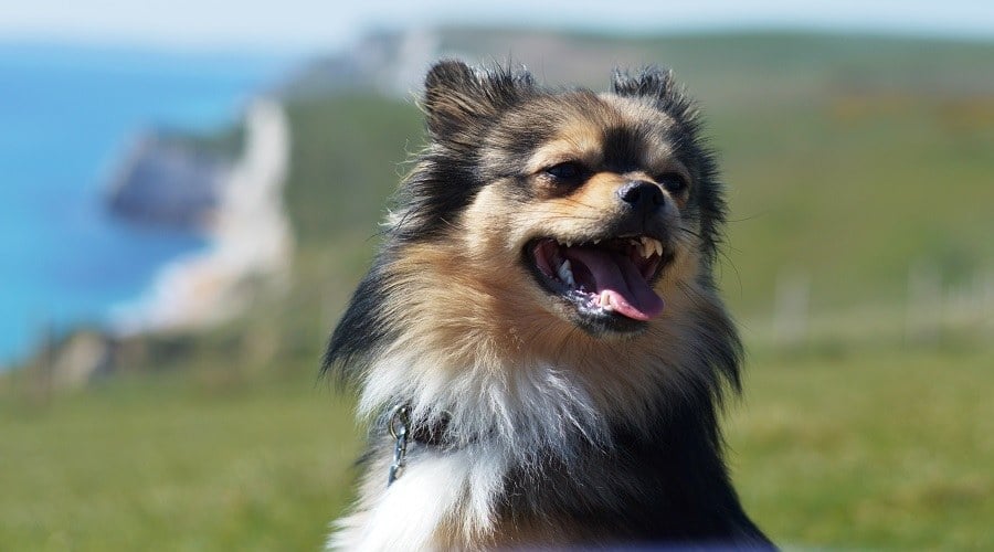 Cruce Pomerania y Chihuahua Una Mezcla Encantadora