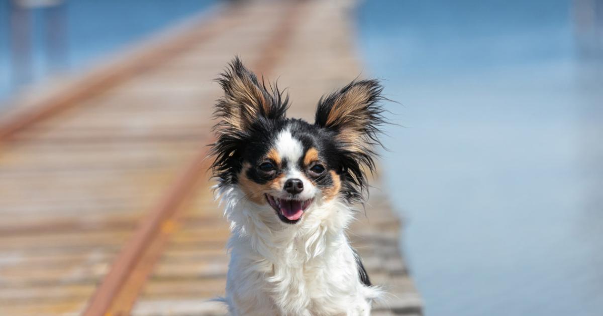 Cruce Pomerania y Chihuahua Una Mezcla Encantadora