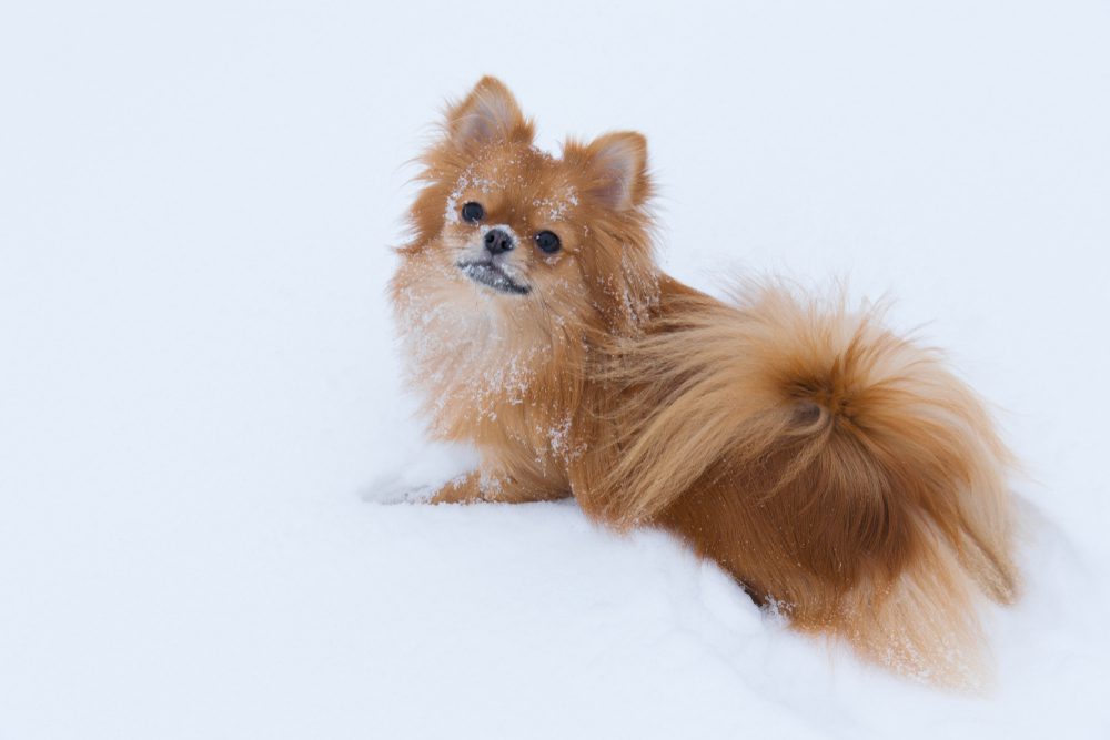 Cruce Pomerania y Chihuahua Una Mezcla Encantadora