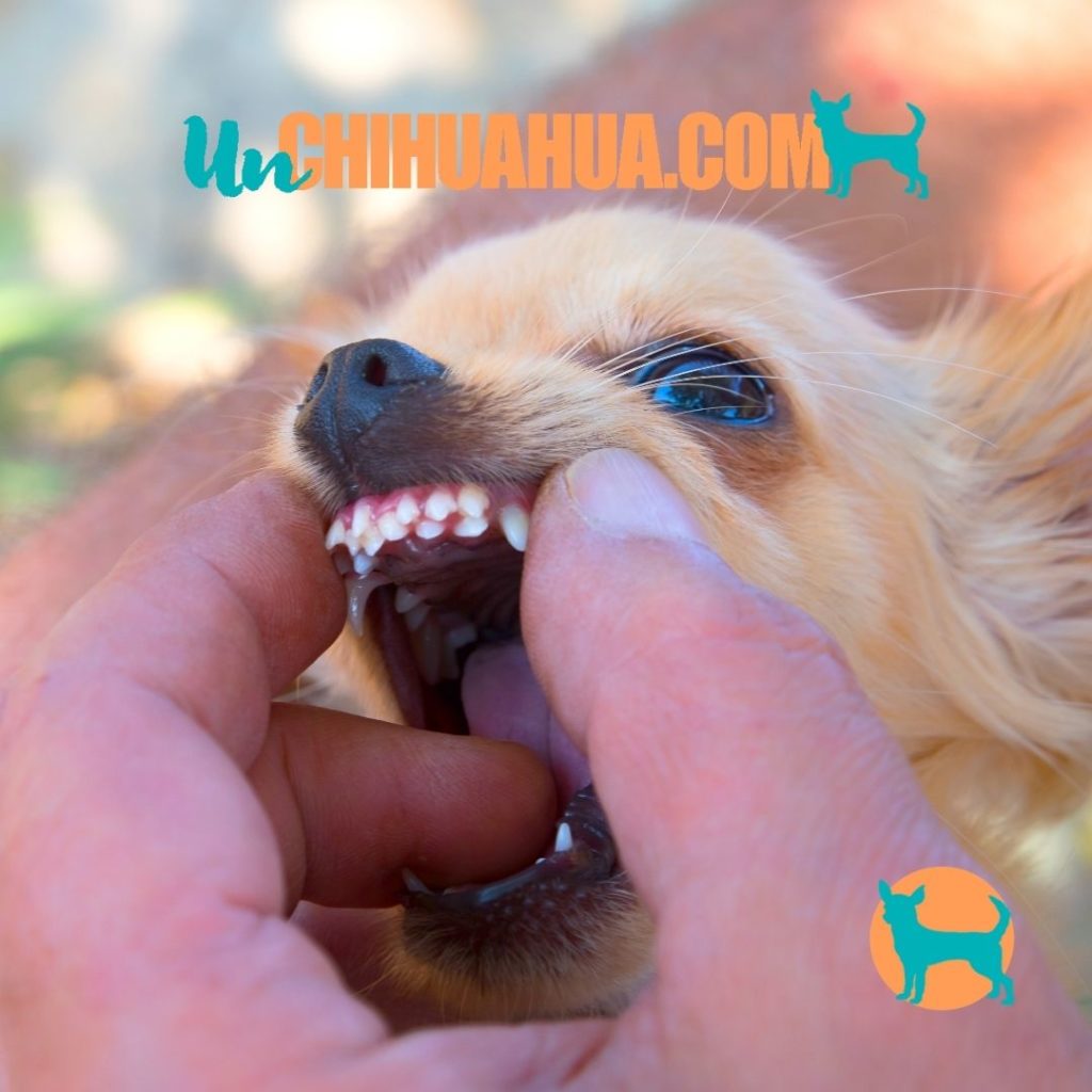 Cuidado dental para Chihuahuas Una guía completa