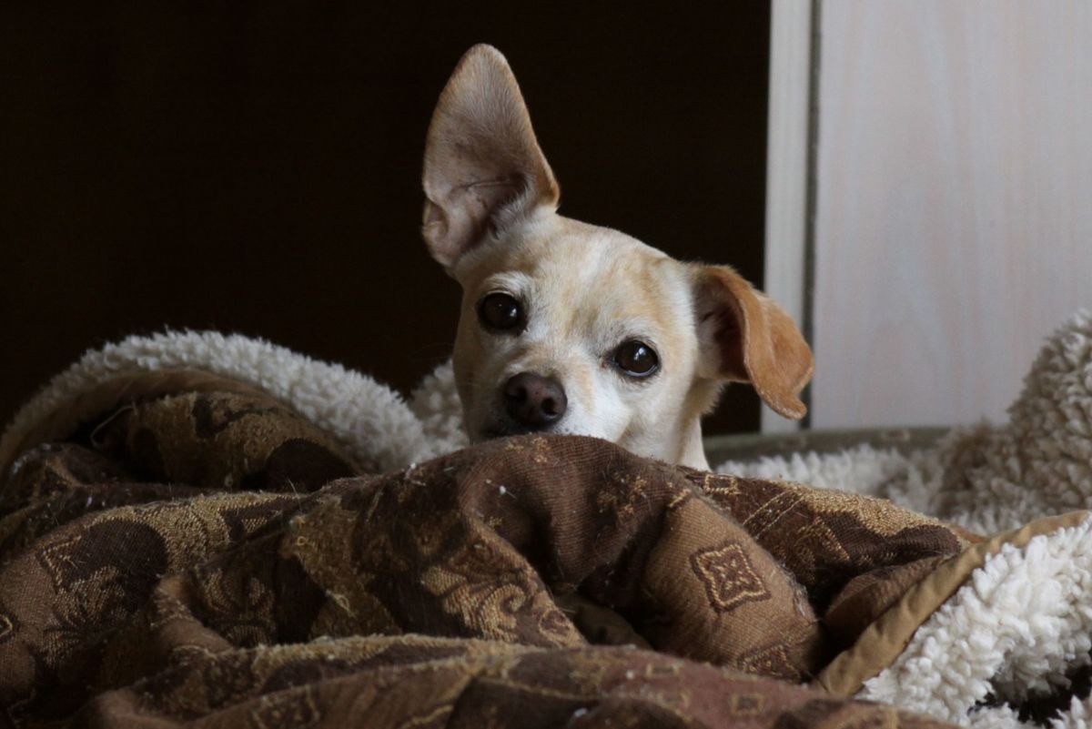 Cuidado dental para Chihuahuas Una guía completa