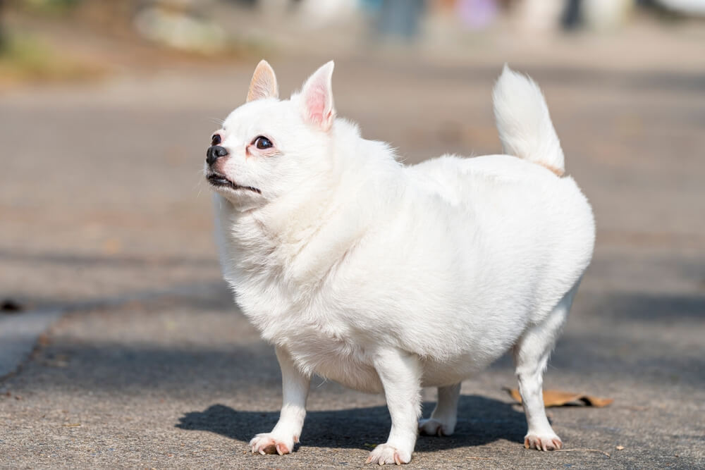 Dónde encontrar un Chihuahua Guía completa para compradores