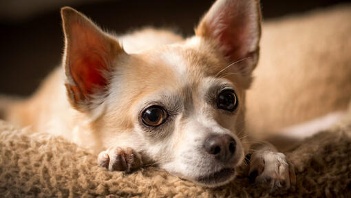 El Chihuahua Con la Lengua Fuera Más Que un Simple Gesto