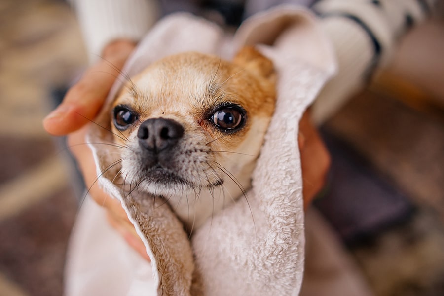 El Chihuahua Con la Lengua Fuera Más Que un Simple Gesto