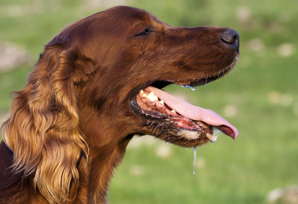 El Chihuahua Con la Lengua Fuera Más Que un Simple Gesto