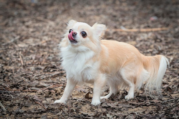 El Chihuahua de Bolsillo Una Raza Encantadora y Compacta