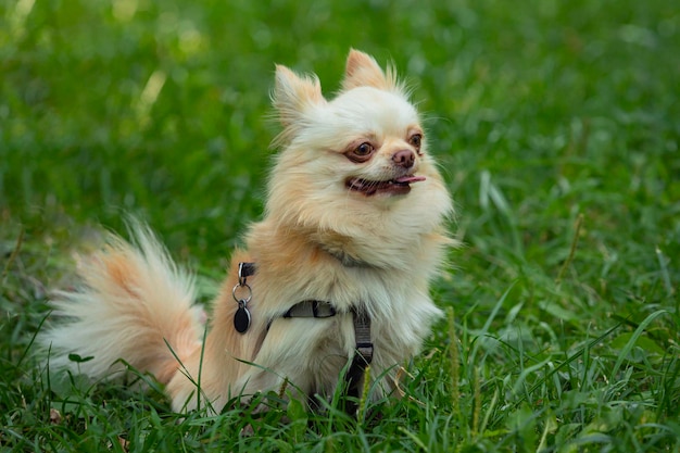 El Chihuahua de Bolsillo Una Raza Encantadora y Compacta