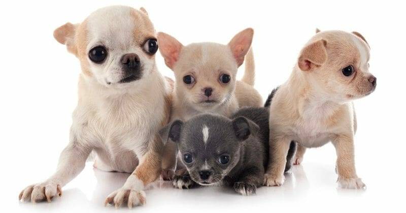 El Chihuahua de Dos Meses Una Guía Completa para su Cuidado y Desarrollo