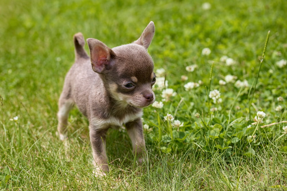 El Chihuahua de Dos Meses Una Guía Completa para su Cuidado y Desarrollo