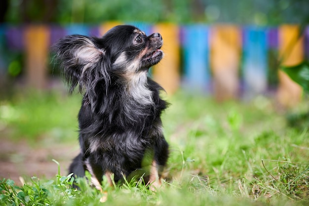 El Chihuahua de Pelo Largo Toy Un Tesoro Miniatura