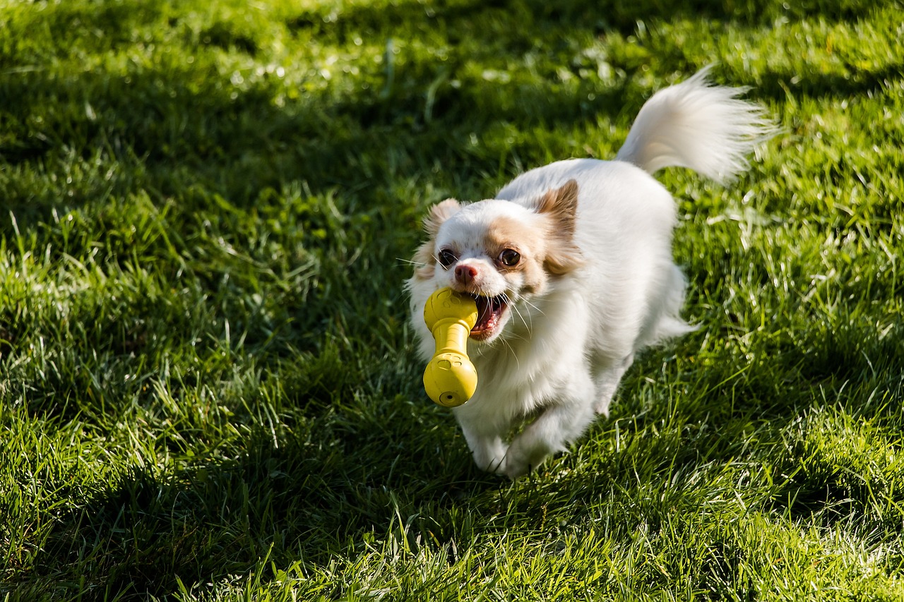 El Chihuahua de Pelo Largo Toy Un Tesoro Miniatura