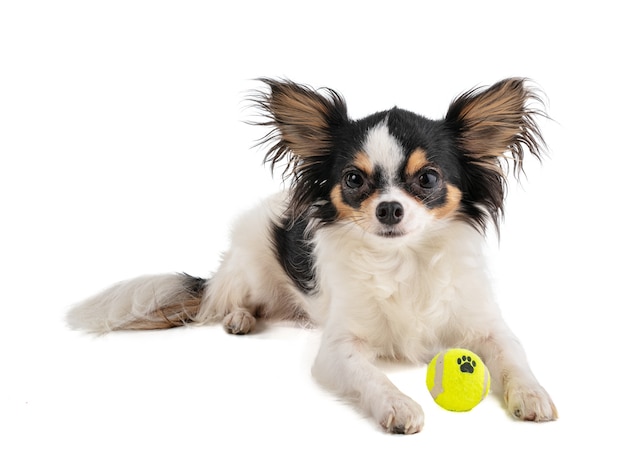 El Chihuahua de Pelo Largo Toy Un Tesoro Miniatura