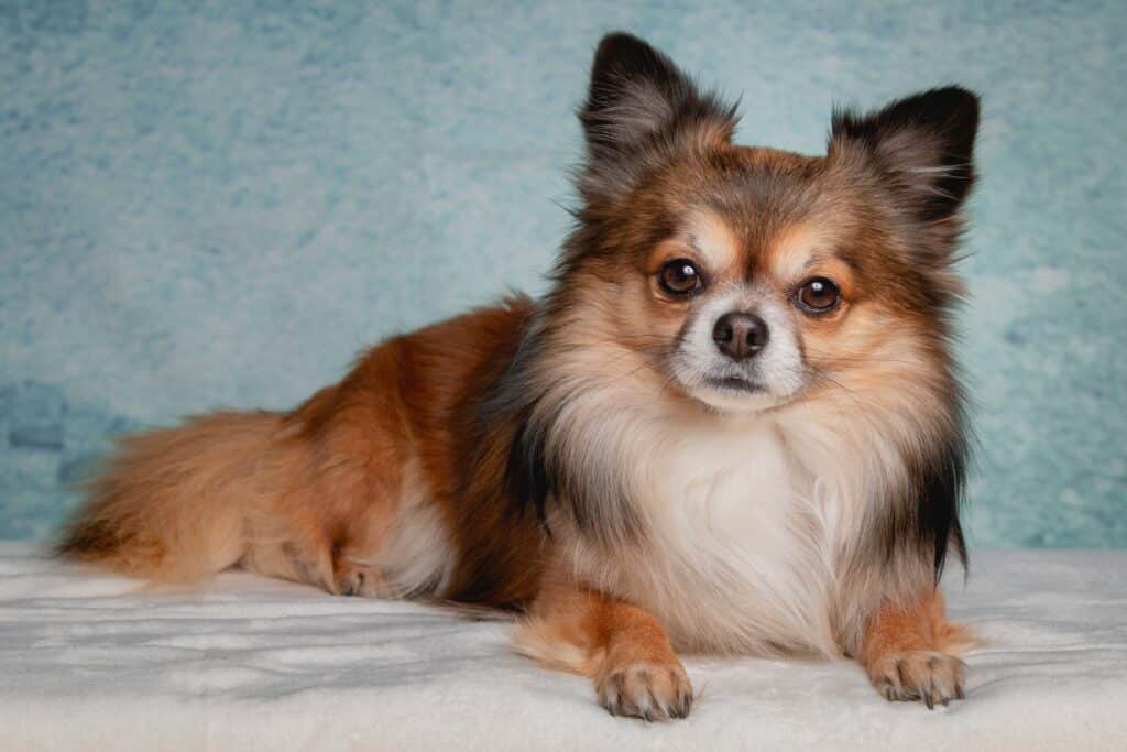 El Chihuahua de Pelo Largo Una Guía Completa para Cuidar a tu Pequeño Compañero